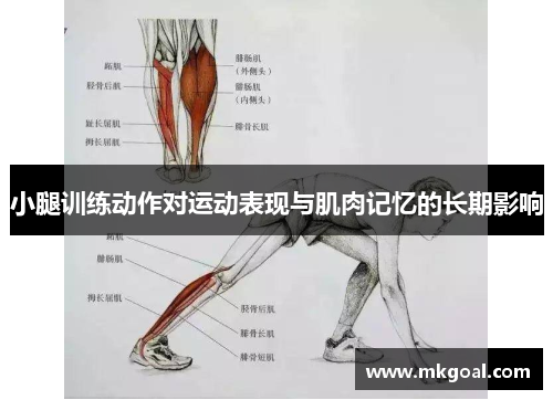 小腿训练动作对运动表现与肌肉记忆的长期影响